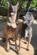 Belgian Shepherd Dog (Malinois) Puppies for sale in Denison, TX, USA. price: NA