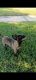 Belgian Shepherd Dog (Malinois) Puppies for sale in Houston, TX 77038, USA. price: $1,000