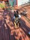 Belgian Shepherd Dog (Malinois) Puppies for sale in Owings Mills, MD, USA. price: NA