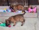 Belgian Shepherd Dog (Malinois) Puppies for sale in Owings Mills, MD, USA. price: $2,000