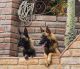 Belgian Shepherd Dog (Malinois) Puppies for sale in San Ysidro, CA 92173, USA. price: $200