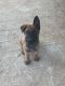 Belgian Shepherd Dog (Malinois) Puppies for sale in 11689 MS-37, Taylorsville, MS 39168, USA. price: NA