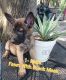 Belgian Shepherd Dog (Malinois) Puppies for sale in East Lake Weir, FL, USA. price: $500