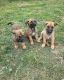 Belgian Shepherd Dog (Malinois) Puppies for sale in Houston, TX, USA. price: NA