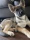 Belgian Shepherd Dog (Malinois) Puppies for sale in Colorado Springs, CO, USA. price: NA