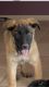Belgian Shepherd Dog (Malinois) Puppies for sale in Chino Valley, AZ, USA. price: $900