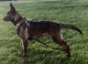 Belgian Shepherd Dog (Malinois) Puppies
