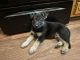 Belgian Shepherd Dog (Malinois) Puppies for sale in Irving, TX, USA. price: NA