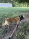 Belgian Shepherd Dog (Malinois) Puppies for sale in Mead, OK 73449, USA. price: NA