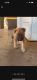 Belgian Shepherd Dog (Malinois) Puppies for sale in Moreno Valley, CA, USA. price: NA