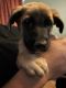Belgian Shepherd Dog (Malinois) Puppies for sale in Oroville, CA, USA. price: NA