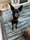 Belgian Shepherd Dog (Malinois) Puppies for sale in Lincoln, CA, USA. price: $950