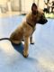 Belgian Shepherd Dog (Malinois) Puppies for sale in Andalusia, AL, USA. price: $800