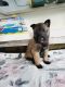 Belgian Shepherd Dog (Malinois) Puppies for sale in Valois, NY 14841, USA. price: NA