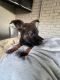 Belgian Shepherd Dog (Malinois) Puppies for sale in Godley, TX 76044, USA. price: $200