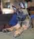 Belgian Shepherd Dog (Malinois) Puppies for sale in Little Rock, AR, USA. price: $250