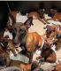Belgian Shepherd Dog (Malinois) Puppies for sale in Puerto Rico, TX 78563, USA. price: $700