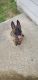 Belgian Shepherd Dog (Malinois) Puppies for sale in Conroe, TX, USA. price: $1,200