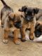 Belgian Shepherd Dog (Malinois) Puppies for sale in Perris, CA 92570, USA. price: $100