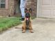 Belgian Shepherd Dog (Malinois) Puppies for sale in Houston, TX 77060, USA. price: NA