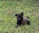 Belgian Shepherd Dog (Malinois) Puppies for sale in Biscoe, NC 27209, USA. price: $500