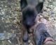 Belgian Shepherd Dog (Malinois) Puppies for sale in Cartersville, GA, USA. price: $800