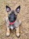 Belgian Shepherd Dog (Malinois) Puppies for sale in Santa Fe, TX, USA. price: NA