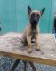 Belgian Shepherd Dog (Malinois) Puppies for sale in San Antonio, Texas. price: $400