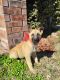 Belgian Shepherd Dog (Malinois) Puppies for sale in Houston, TX, USA. price: $450