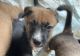 Belgian Shepherd Dog (Malinois) Puppies for sale in Dunn, North Carolina. price: $25