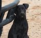 Belgian Shepherd Dog (Malinois) Puppies for sale in Phoenix, AZ, USA. price: $200