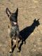 Belgian Shepherd Dog (Malinois) Puppies for sale in Chicago, Illinois. price: $2,000