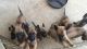 Belgian Shepherd Dog (Malinois) Puppies for sale in Edgewater, FL, USA. price: NA