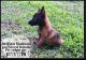 Belgian Shepherd Dog (Malinois) Puppies for sale in Springfield, MO, USA. price: $1,000