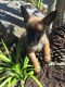 Belgian Shepherd Dog (Malinois) Puppies for sale in Biloxi, MS, USA. price: NA