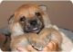 Belgian Shepherd Dog (Malinois) Puppies for sale in Denver, CO, USA. price: NA