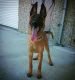 Belgian Shepherd Dog (Malinois) Puppies for sale in Thousand Palms, CA 92276, USA. price: $800