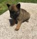 Belgian Shepherd Dog (Malinois) Puppies for sale in Vancouver, BC, Canada. price: NA