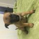 Belgian Shepherd Dog (Malinois) Puppies for sale in Council, NC 28434, USA. price: NA