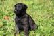 Belgian Shepherd Dog (Malinois) Puppies for sale in Boston, MA, USA. price: $9,784,900,000