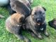 Belgian Shepherd Dog (Malinois) Puppies for sale in Southern California, CA, USA. price: NA