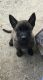 Belgian Shepherd Dog (Malinois) Puppies for sale in AR-98, Emerson, AR 71740, USA. price: NA