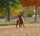 Belgian Shepherd Dog (Malinois) Puppies for sale in Chesapeake, VA 23322, USA. price: NA