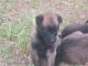 Belgian Shepherd Dog (Malinois) Puppies for sale in Roland, AR 72135, USA. price: $550