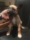 Belgian Shepherd Dog (Malinois) Puppies for sale in California Ave, South Gate, CA 90280, USA. price: NA