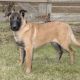 Belgian Shepherd Dog (Malinois) Puppies for sale in Canton, OH, USA. price: NA