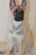 Belgian Shepherd Dog (Malinois) Puppies for sale in Southfield, MI 48076, USA. price: $1,000