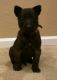 Belgian Shepherd Dog (Malinois) Puppies for sale in El Centro, CA, USA. price: NA