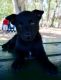 Belgian Shepherd Dog (Malinois) Puppies for sale in Tampa, FL, USA. price: $950
