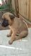 Belgian Shepherd Dog (Malinois) Puppies for sale in 30080 Spring Rd SE, Atlanta, GA 30339, USA. price: NA